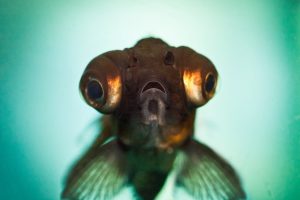 Black Moor Goldfish care guide. "Digby." Thanks to the courtesy of Benson Kua via Flickr for providing this photo.