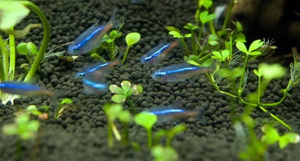 best-pet-fish-neon-tetra-stickpets1f69d