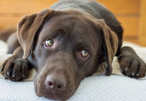 Labrador Retriever ranks in at #1 for dog popularity.