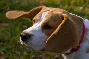 Beagles are a fan-favorite.