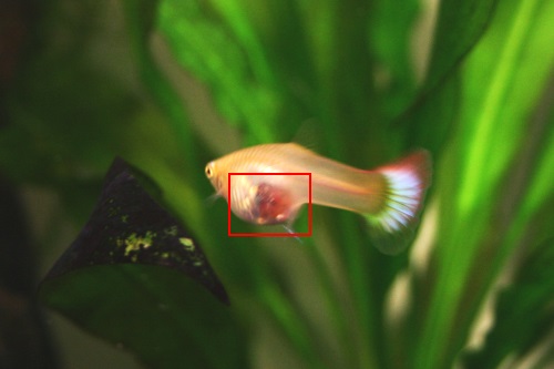 You can see the prominent, enlarged underside on this pregnant female guppy (boxed in red).