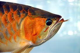 Nami Green Arowana most expensive tropical freshwater fish.