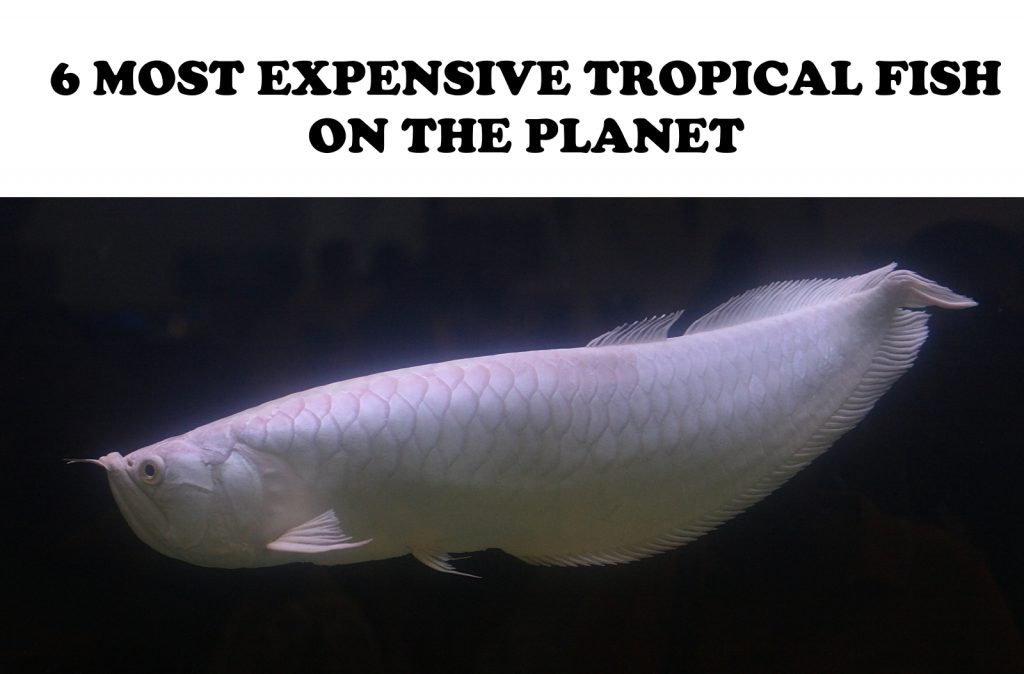 List of the most expensive freshwater fish.